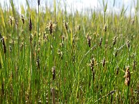 Eleocharis uniglumis 4, Slanke waterbies, Saxifraga-Ed Stikvoort