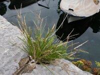 Eleusine indica 12, Plat handjesgras, Saxifraga-Ed Stikvoort : Pobri - Opatija s9900