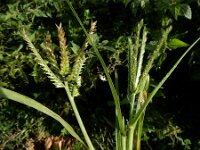Eleusine indica 14, Plat handjesgras, Saxifraga-Ed Stikvoort : A900
