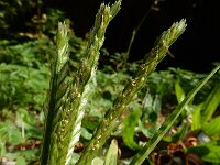 Eleusine indica 15, Plat handjesgras, Saxifraga-Ed Stikvoort : s9900