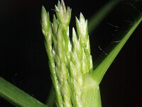 Eleusine indica 5, Saxifraga-Rutger Barendse