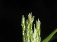 Eleusine indica 6, Saxifraga-Rutger Barendse