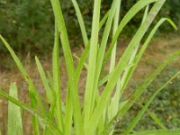 Eleusine indica 8, Saxifraga-Rutger Barendse