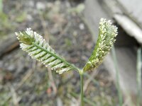Eleusine tristachya 2, Saxifraga-Rutger Barendse