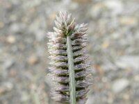 Eleusine tristachya 5, Saxifraga-Rutger Barendse