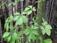 Eleutherococcus simonii 2, Saxifraga-Rutger Barendse