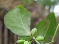 Eleutherococcus simonii 5, Saxifraga-Rutger Barendse