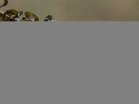 Elodea nuttallii 4, Smalle waterpest, Saxifraga-Peter Meininger