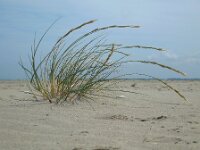 Elymus farctus ssp boreoatlanticus 16, Biestarwegras, Saxifraga-Ed Stikvoort