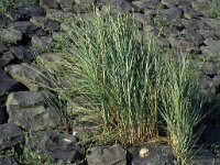 Elymus farctus 1, Biestarwegras, Saxifraga-Piet Zomerdijk