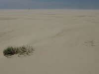 Elymus farctus 2, Biestarwegras, Saxifraga-Jan van der Straaten