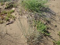 Elymus farctus 6, Biestarwegras, Saxifraga-Jasenka Topic