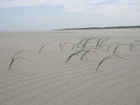 Elymus farctus ssp boreoatlanticus 7, Biestarwegras, Saxifraga-Willem van Kruijsbergen