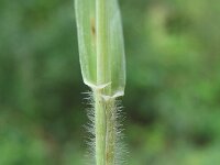 Elymus repens