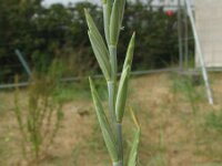 Elytrigia atherica 23, Zeekweek, Saxifraga-Rutger Barendse