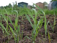 Elytrigia repens 3, Kweek, Saxifraga-Hans Dekker