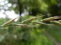 Elytrigia repens 4, Kweek, Saxifraga-Rutger Barendse