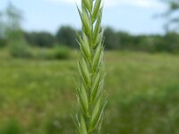 Elytrigia repens 6, Kweek, Saxifraga-Rutger Barendse