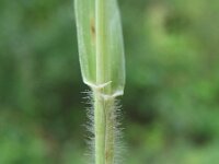 Elytrigia repens 7, Kweek, Saxifraga-Rutger Barendse