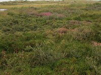 Empetrum nigrum 22, Kraaihei, Saxifraga-Hans Boll