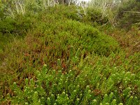 Empetrum nigrum 23, Kraaihei, Saxifraga-Ed Stikvoort