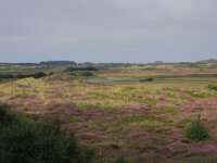 Empetrum nigrum 23, Kraaihei, Saxifraga-Hans Boll