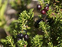 Empetrum nigrum 41, Kraaiheide, Saxifraga-Willem van Kruijsbergen
