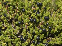Empetrum nigrum 42, Kraaiheide, Saxifraga-Willem van Kruijsbergen