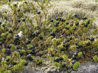 Empetrum nigrum 43, Kraaiheide, Saxifraga-Willem van Kruijsbergen