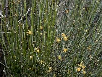 Ephedra procera