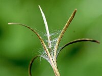 Epilobium anagallidifolium 7, Saxifraga-Sonja Bouwman  Alpine willowherb - Epilobium anagallidifolium - Onagraceae familie