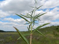 Epilobium brachycarpum 2, Saxifraga-Rutger Barendse