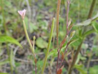 Epilobium collinum 6, Heuvelbasterdwederik, Saxifraga-Rutger Barendse