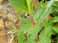 Epilobium collinum 9, Heuvelbasterdwederik, Saxifraga-Rutger Barendse