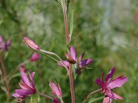 Epilobium dodonaei 2, Saxifraga-Jan van der Straaten
