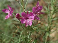 Epilobium dodonaei 3, Saxifraga-Jan van der Straaten
