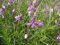Epilobium dodonaei 5, Saxifraga-Jasenka Topic