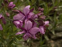 Epilobium fleischeri 11, Saxifraga-Willem van Kruijsbergen