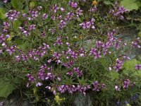 Epilobium fleischeri 13, Saxifraga-Willem van Kruijsbergen