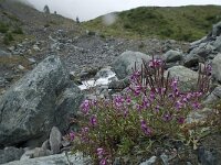 Epilobium fleischeri 14, Saxifraga-Willem van Kruijsbergen