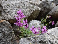 Epilobium fleischeri 16, Saxifraga-Simone van Velzen