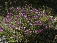 Epilobium fleischeri 2, Saxifraga-Jan van der Straaten