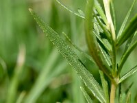 Epilobium fleischeri 21, Saxifraga-Sonja Bouwman  Fleischers wilgenroosje - Epilobium fleischeri - Onagraceae familie
