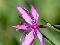 Epilobium fleischeri 25, Saxifraga-Sonja Bouwman  Fleischers wilgenroosje - Epilobium fleischeri - Onagraceae familie