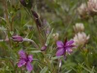 Epilobium fleischeri 5, Saxifraga-Willem van Kruijsbergen