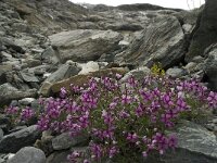 Epilobium fleischeri 8, Saxifraga-Willem van Kruijsbergen