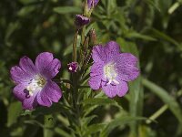 Epilobium hirsutum 1, Harig wilgenroosje, Saxifraga-Jan van der Straaten