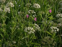Epilobium hirsutum 10, Harig wilgenroosje, Saxifraga-Hans Bolll