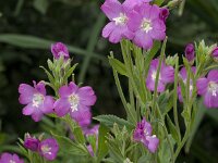 Epilobium hirsutum 12, Harig wilgenroosje, Saxifraga-Willem van Kruijsbergen