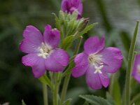 Epilobium hirsutum 13, Harig wilgenroosje, Saxifraga-Willem van Kruijsbergen